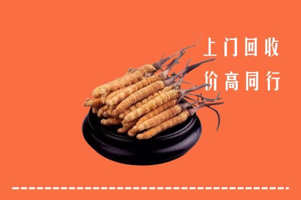 高价求购：日喀则市定日回收散虫草